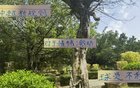 中超新規(guī)不利申花特謝拉，需調(diào)整隊長或增吳曦盯人。