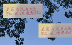 深圳申花等隊(duì)引外援國(guó)腳，夏窗期待海港大魚(yú)。