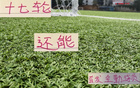 中超三豪門，維塔爾海港，馬納法申花，全勤外援17輪首發(fā)